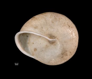 Media type: image;   Malacology 72025 Aspect: basal